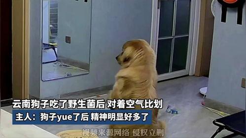 网红吃瓜狗子视频大全播放,萌宠界的欢乐盛宴  第3张